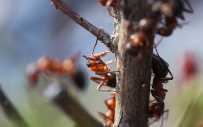Expert Strategies for Ant Pest Control Ridgewood NJ Residents Can Rely On Every Season