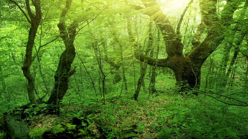 LEARN HOW TO HIRE A REPUTABLE ARBORIST IN ATLANTA GA