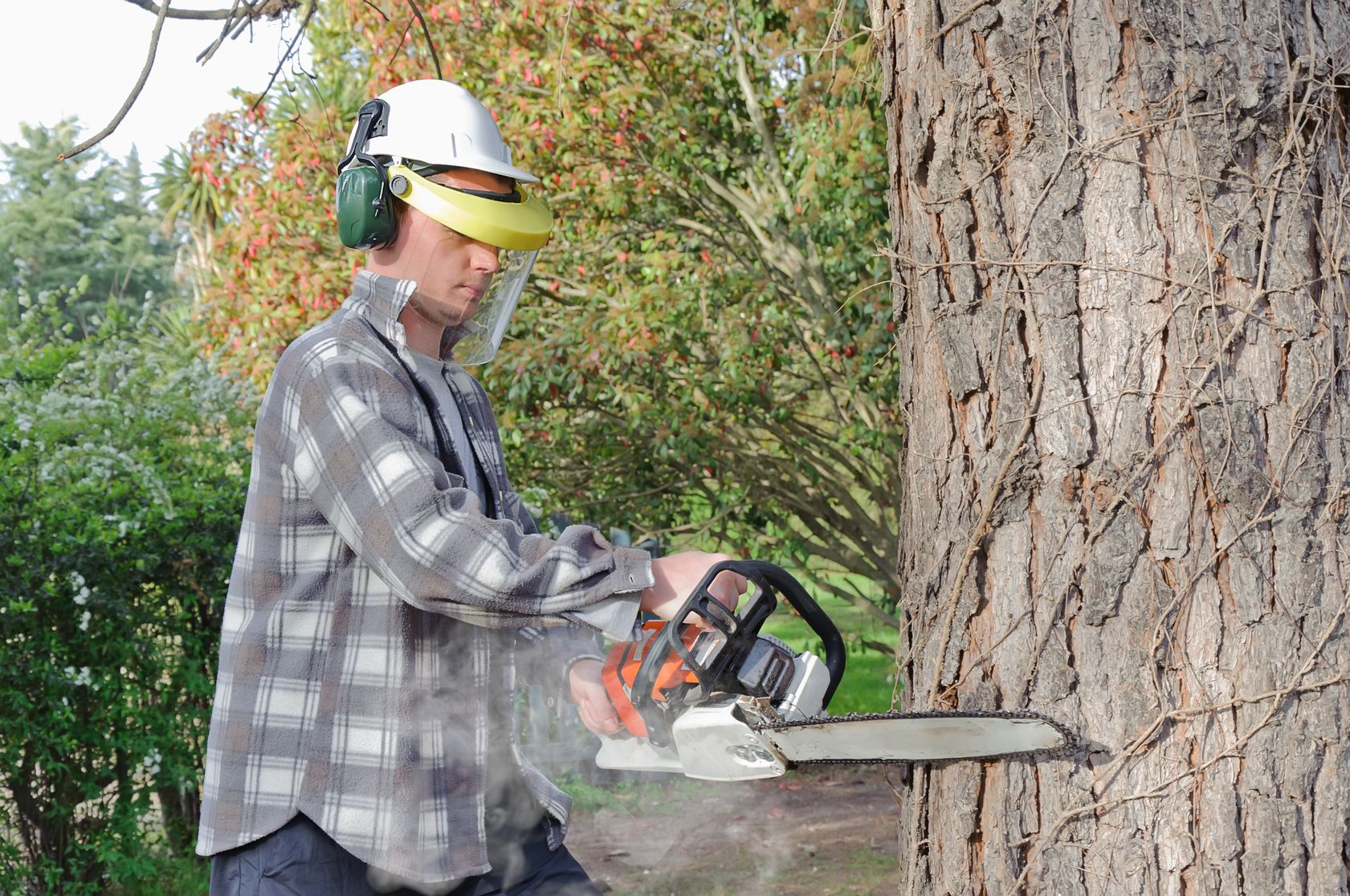 How to Find the Right Service for Tree Removal in Belmont,MA
