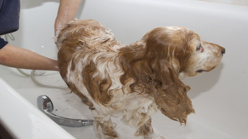 Make Your Dog Smell Nicer by Contacting Dog Bathing Services in Denver