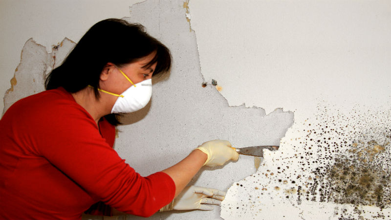 Mold Remediation vs. Mold Removal in San Diego – Which Am I Looking For?