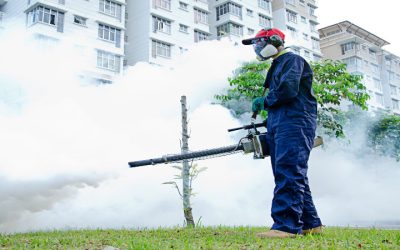Solving Wasp and Hornet Problems—Advice From Pest Control Services in Naples, FL