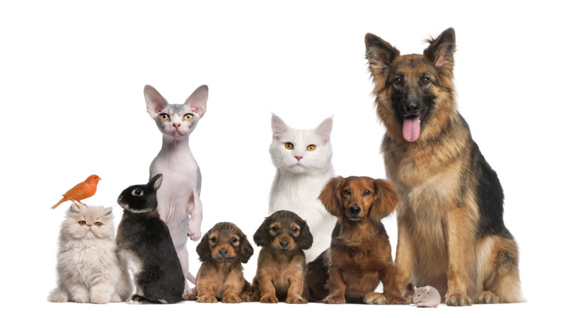 4 Reasons to Get Your Pet Groomed