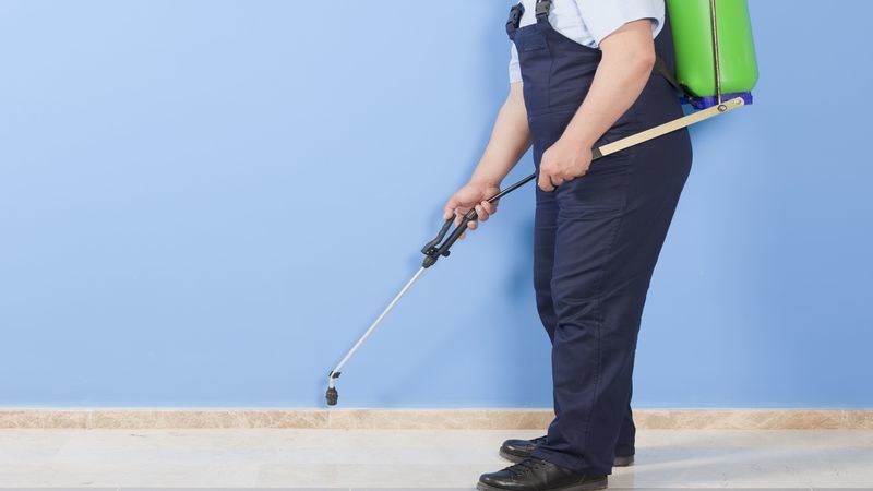 Effective Eastern Subterranean Termite Control in Spartanburg, SC