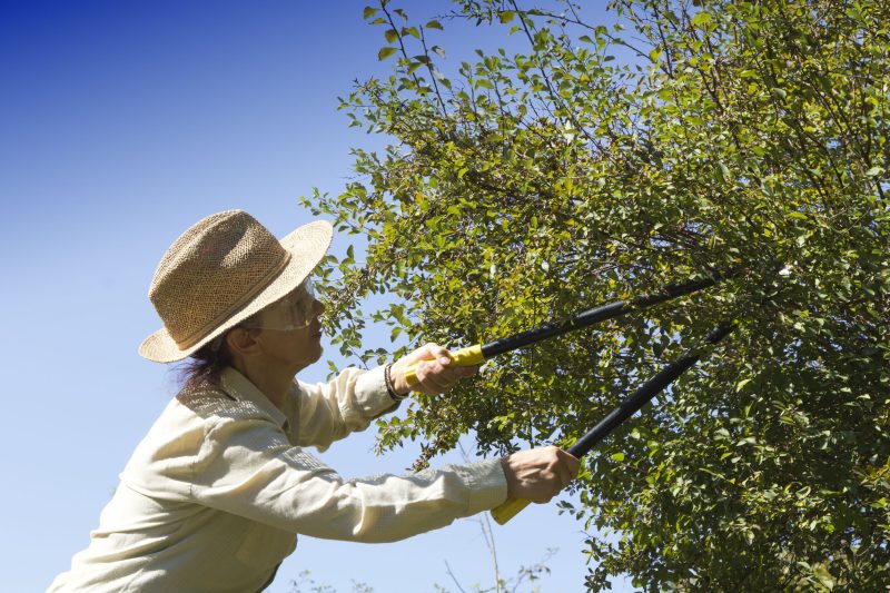 Safeguard Your Landscape With Reliable Tree Care Services Near Middletown Township NJ