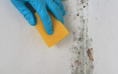 Ensure a Safe Property Environment Using Mold Testing in Princeton, NJ Solutions