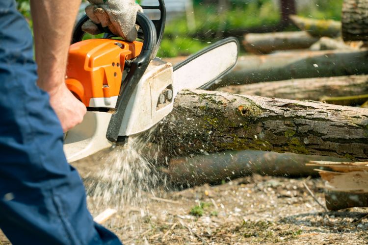 Why Homeowners Need The Services Of A Tree Pruning Service In Middleburg FL