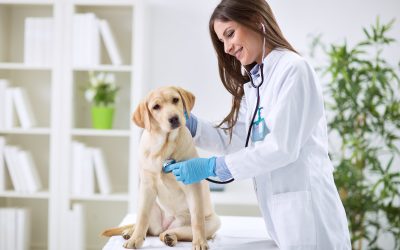 Emergency care for your pets is available at Pet Hospital Las Vegas NV for peace of mind