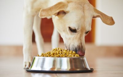Reliable Pet Care Made Simple With Dog Boarding In NYC Solutions For Busy Owners