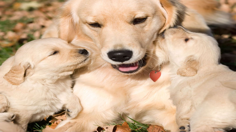 6 Ways to Help Make Vet Visits Fun for Your Pet