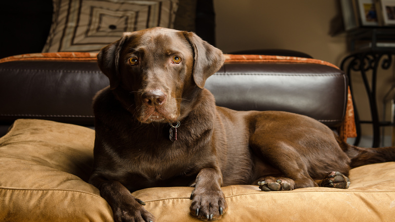 Consider Doggy Day Care in Omaha NE