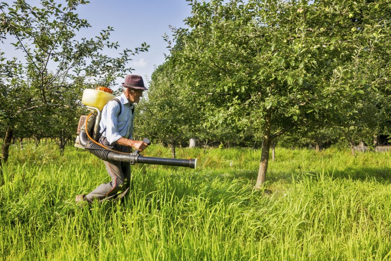 Helpful Tips for Weed Control in Spokane