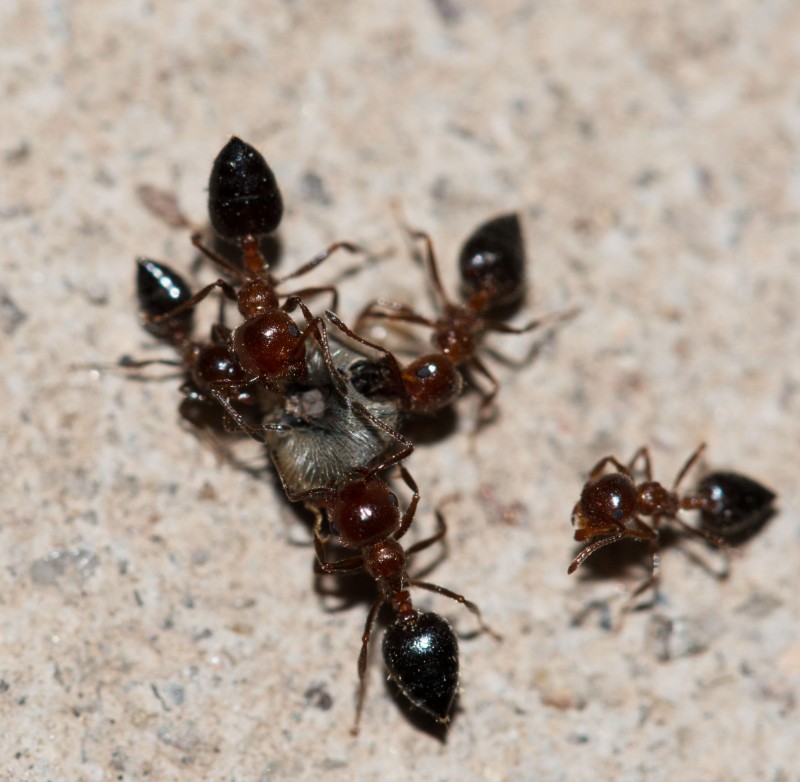 Taking Advantage of Carpenter Ant Control
