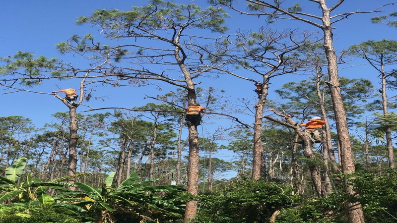 Three Common Reasons to Need Emergency Tree Service in Fort Myers FL