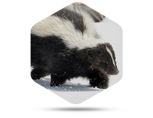 Tips to Find a Professional Service for Skunk Removal in Columbus OH