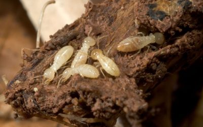 Homeowners Benefit from Termite Treatment Adelaide for LongLasting Pest Protection Solutions
