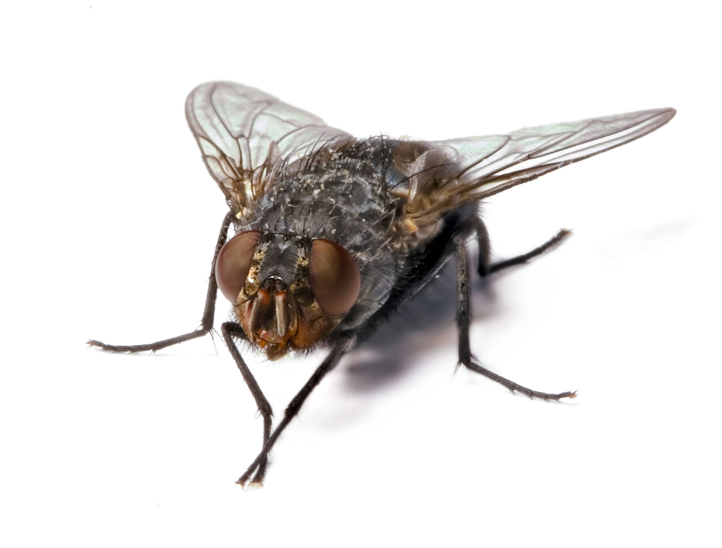 Should You Choose Mosquito Control Services in Arlington VA?