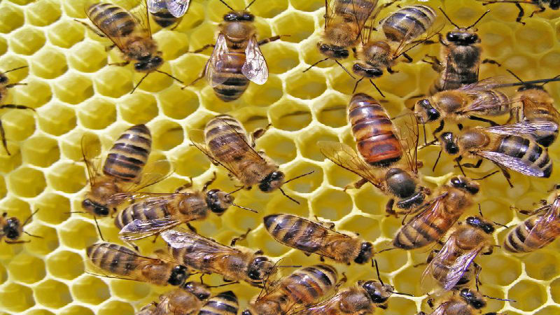 Simple Tips To Avoid A Honey Bee Swarm in Reynoldsburg