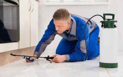 Keep Your Home Safe and Clean with Trusted Pest Exterminators St. Paul MN Residents Prefer