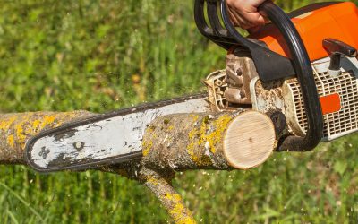 Improve Your Curb Appeal With Tree Pruning Services Madison WI Experts Recommend