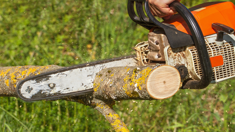 Revitalize Your Landscape with Premium Tree Service in Gig Harbor, WA: Elevate Safety and Curb Appeal