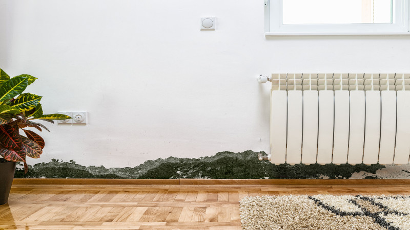 Signs that You Need Mold Removal in Houston