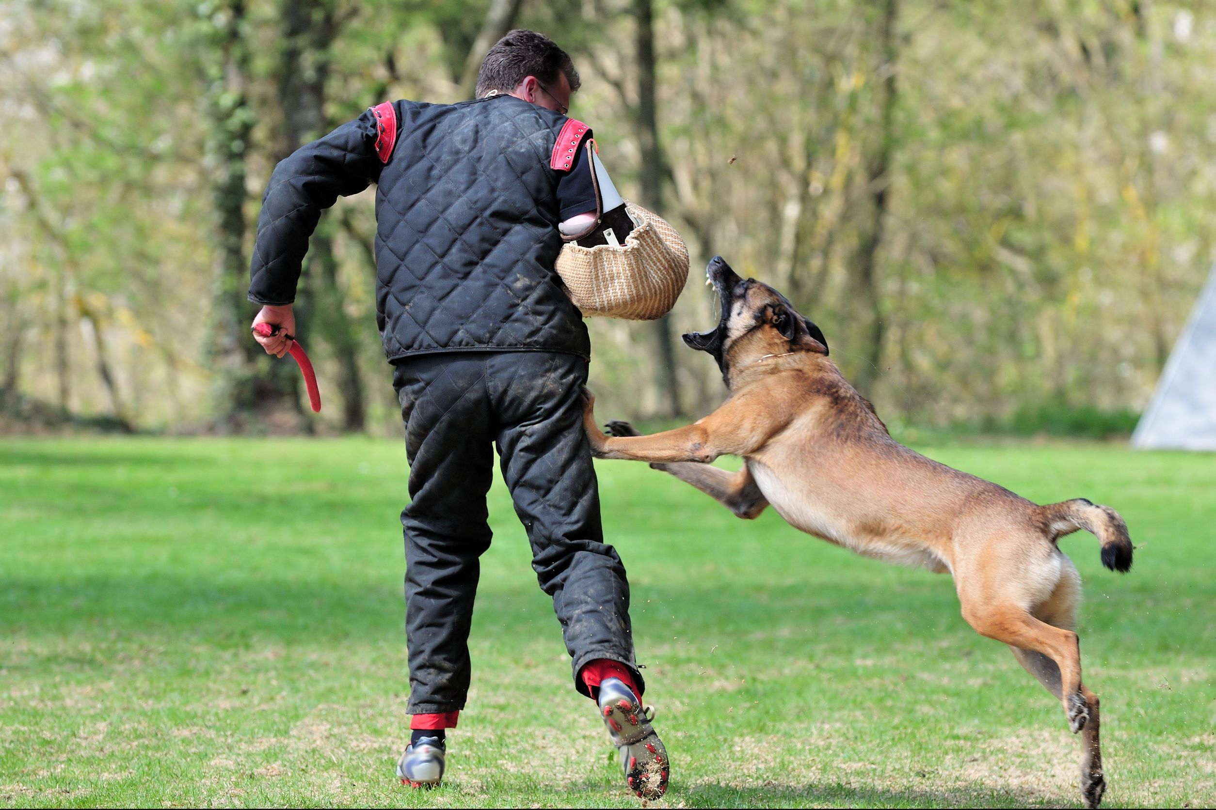 Seeing A Dog Trainer in Chicago To Stop Poor Behavior