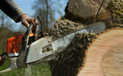 Say Goodbye to Unwanted Roots With Stump Grinding St. Petersburg FL Solutions