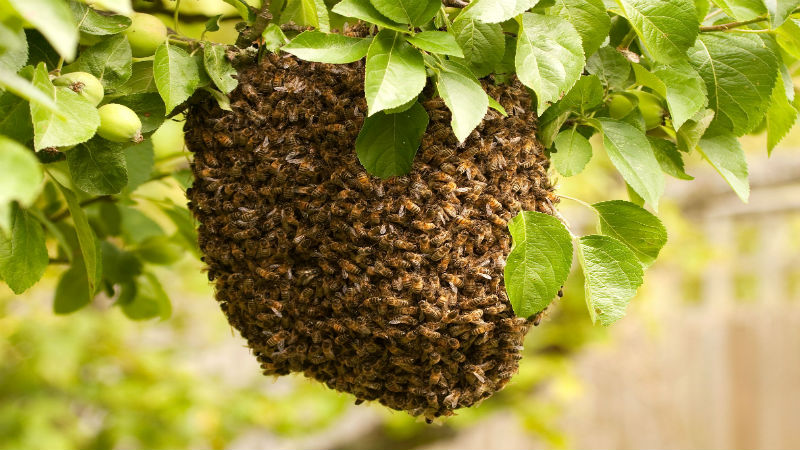 How to Deal with a Honey Bee Swarm in Dublin OH