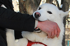 Potential Benefits of Hiring a Dog Bite Attorney in Boston, MA