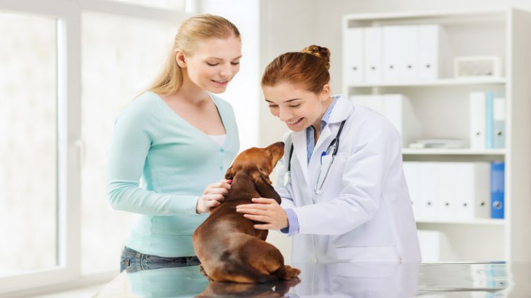 Why You Should Take Your Pet to a Veterinary Hospital One a Year