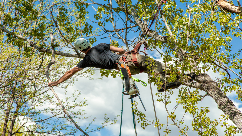 What Are Some of the Services Provided by an Arborist in Estero FL?