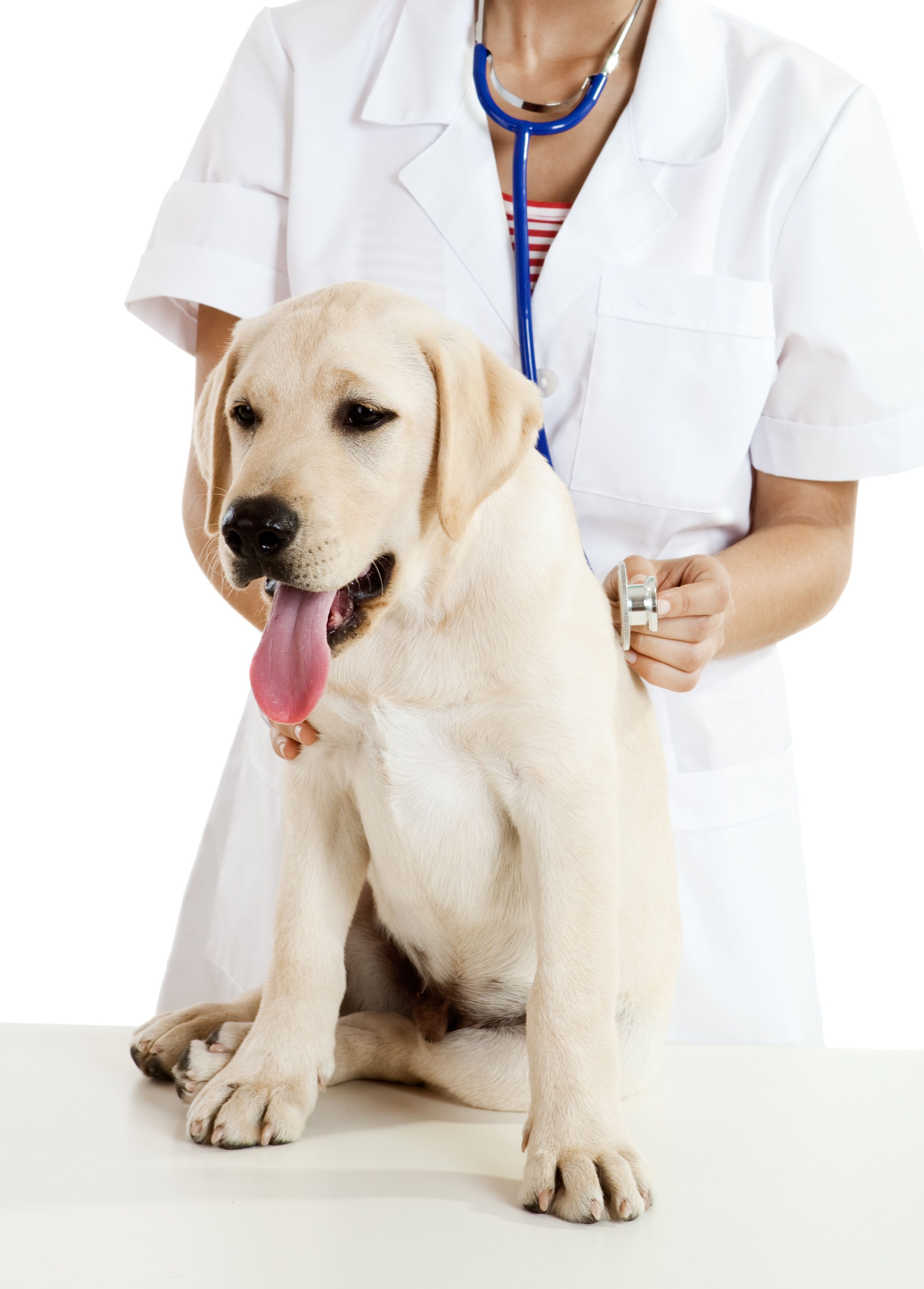 The Animal Hospital In Mckinley Park Can Ensure Pet Wellness