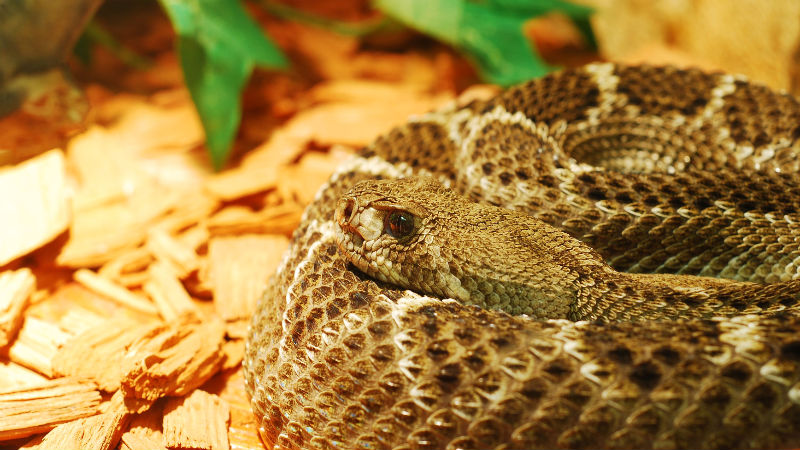 When To Call Animal Control in Columbus OH For Snakes