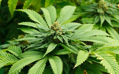 A Guide to Choosing Quality THCA Concentrate Online for Health Focused Americans