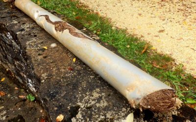 How Tree Roots Cause Sewer Line Damage—And How to Stop Them