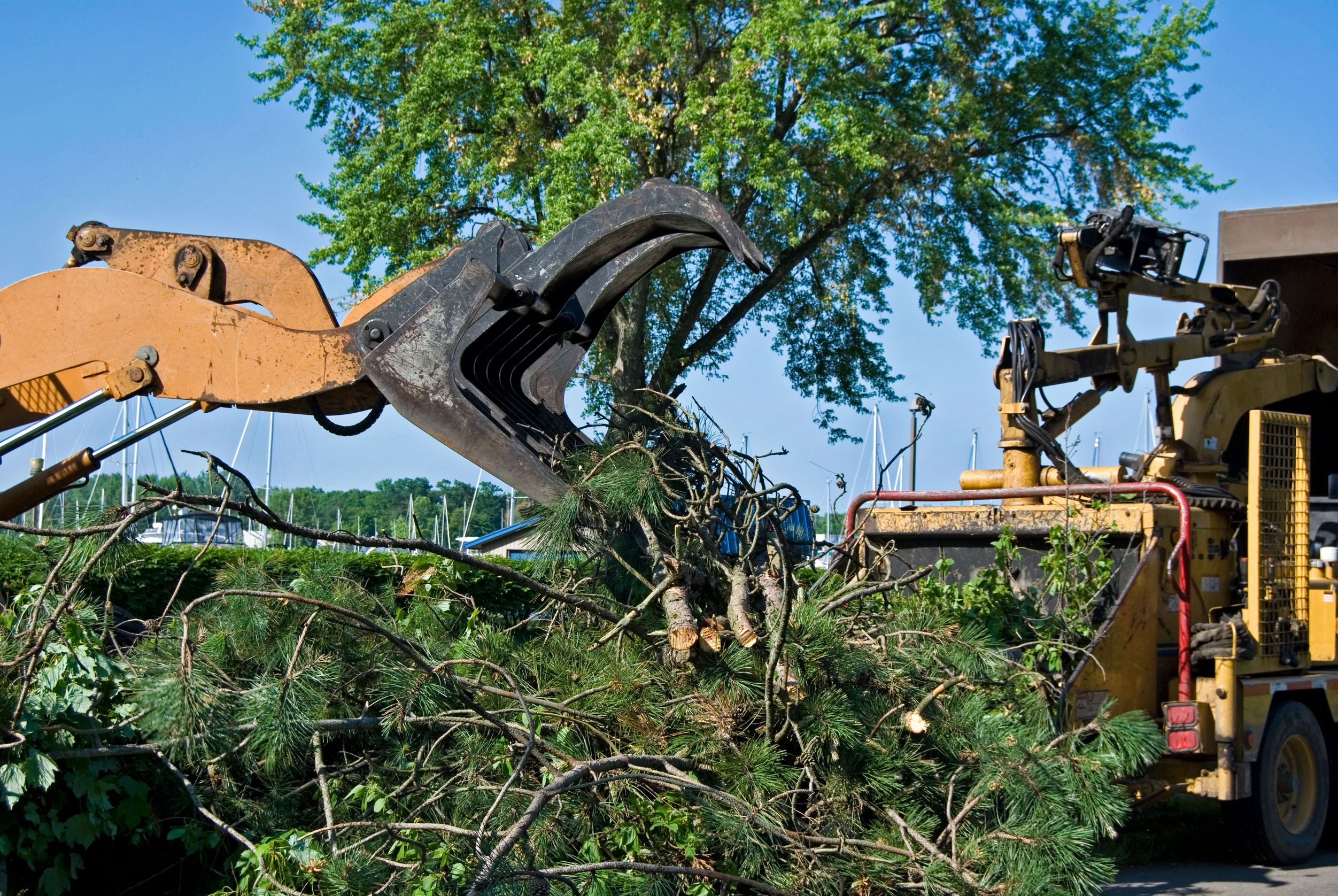 Reasons to Consider a Tree Removal Company