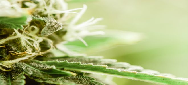 Great Indica Strains in Massachusetts for Online Ordering
