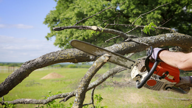 Three Common Reasons To Need Emergency Tree Service in Atlanta GA