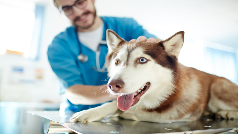 Tips for Finding the Right Pet Hospital in Murrieta, CA