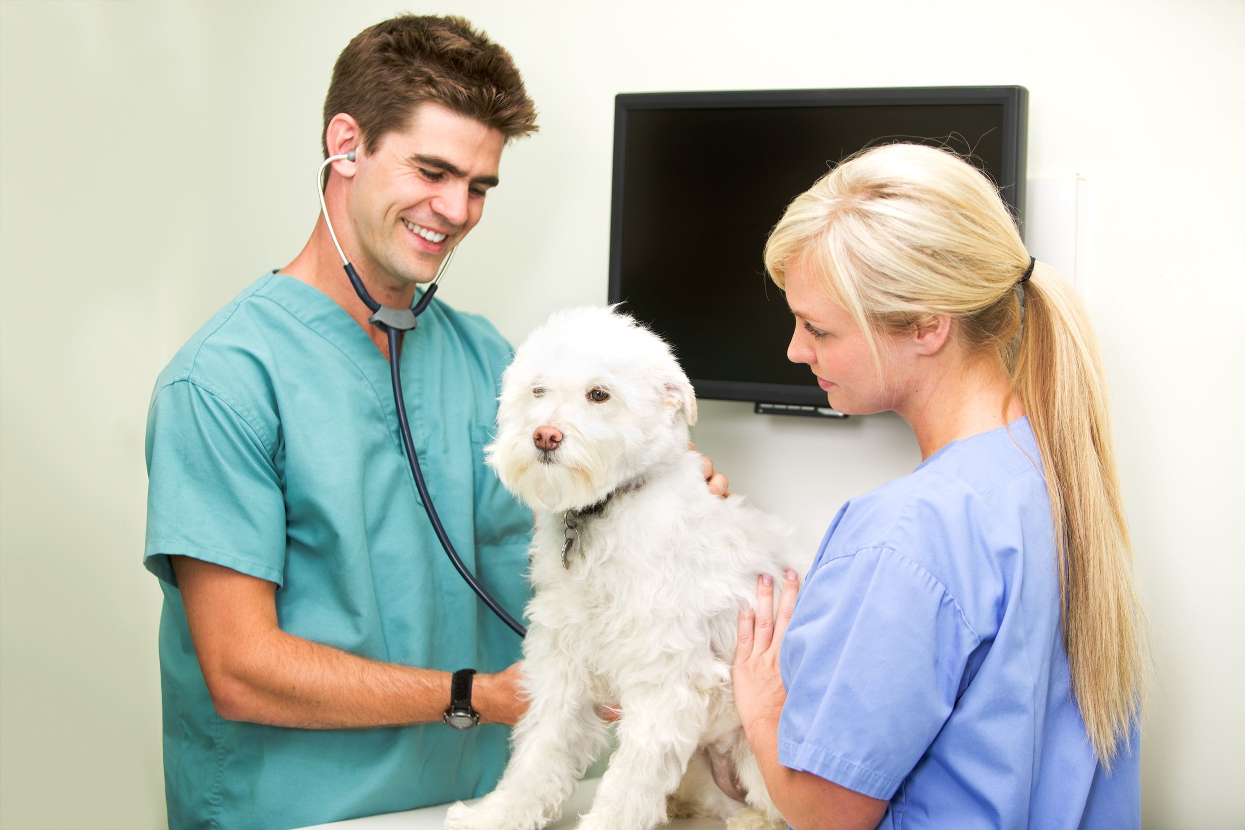 Having an Animal Hospital in Louisville, KY, to Depend On is Imperative