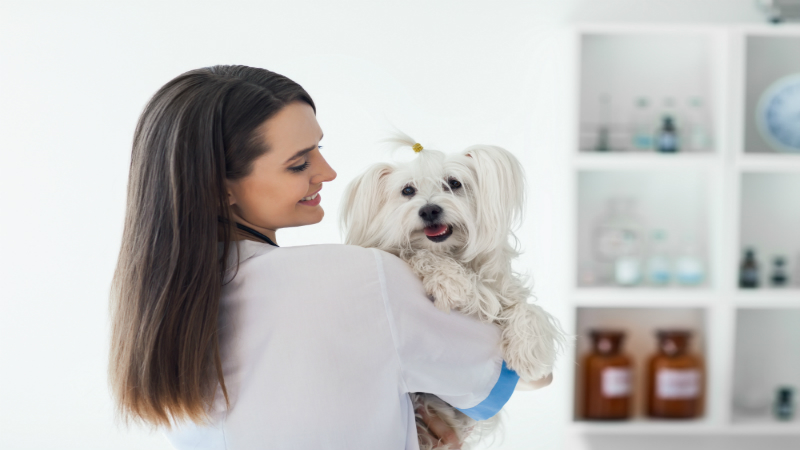 Choose The Appropriate Animal Clinic Near Bridgeport