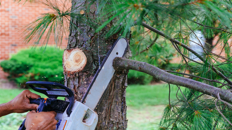 When to Reach Out for Tree Removal in Atlanta, GA