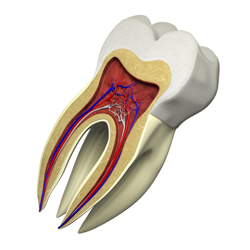 Debunking Root Canal Myths