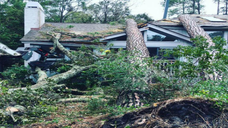 Hire Professional Tree Services in Peachtree City GA to Create the Perfect Yard
