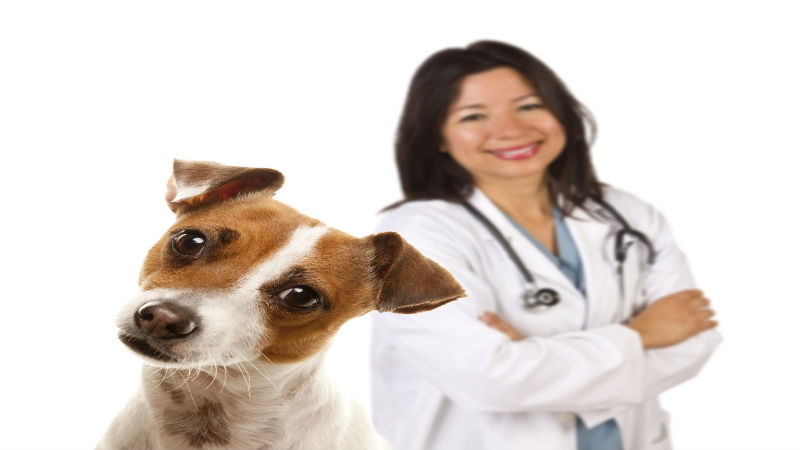 What to Expect at an Exceptional Veterinary Hospital