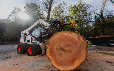 Master Stump Grinding McDonough, GA: Transform Your Yard Today