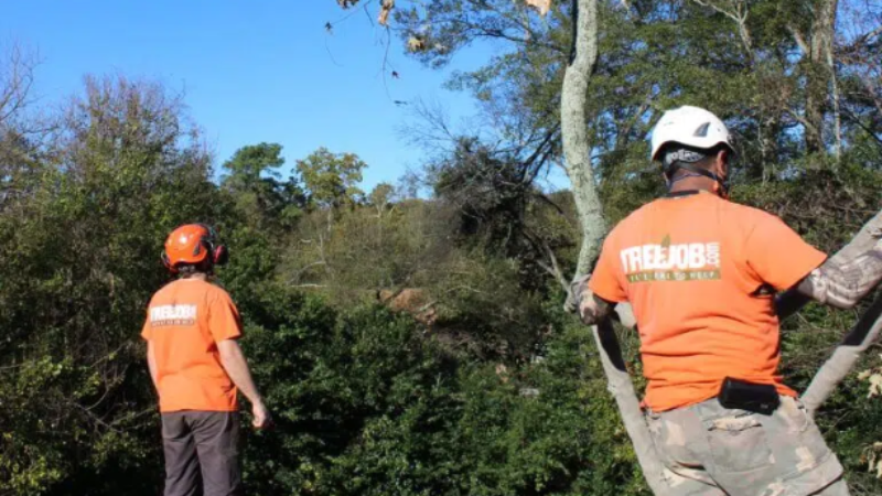 When Is It Time to Call Tree Removal Service in Smyrna, GA?