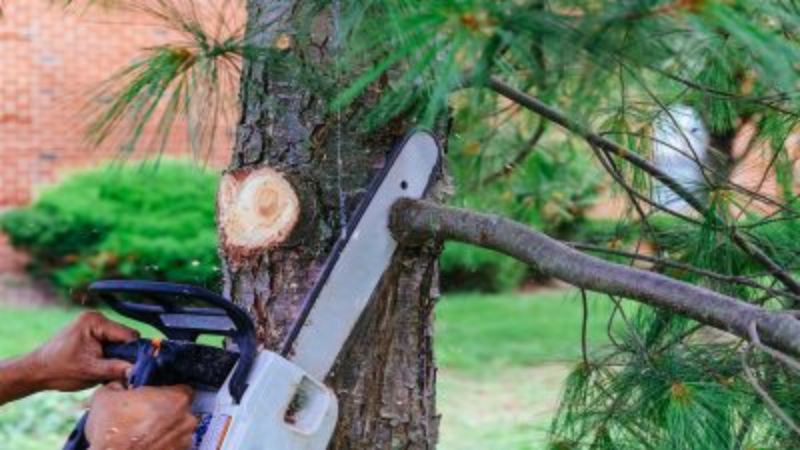 Why You Should Consider Professional Stump Grinding in Peachtree City, GA