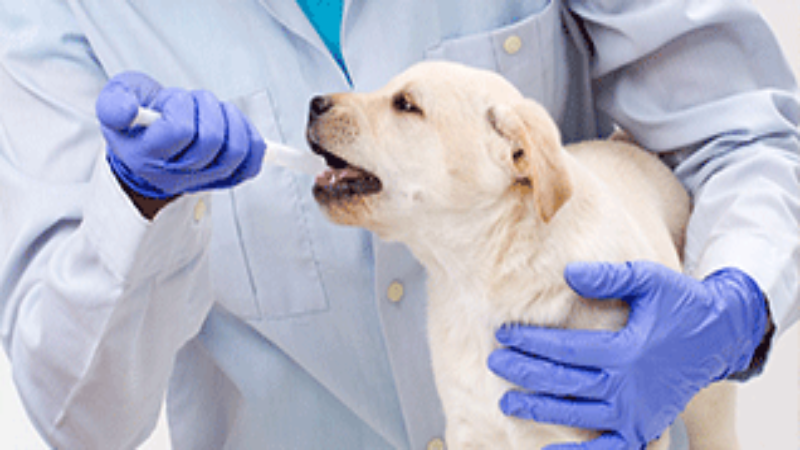 Exotic Animal Medical Care in Bel Air, MD Includes Addressing a Lizard’s Health Needs